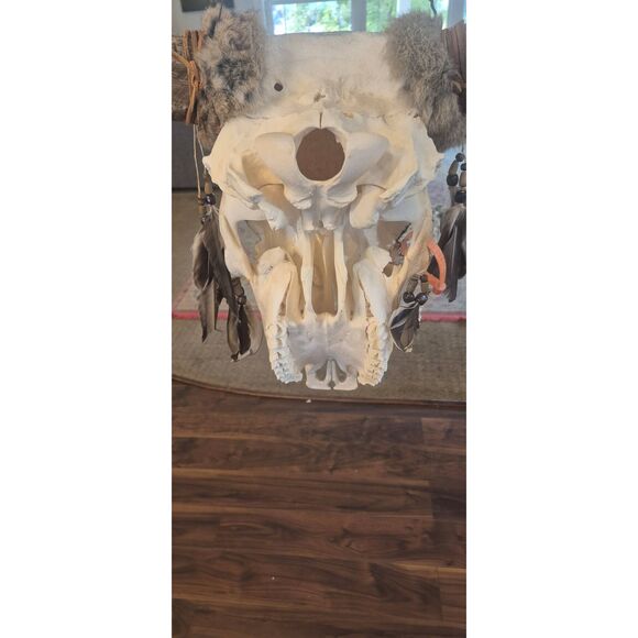 Cow Skull, Authentic Handpainted Bear on the front Wall Hanging, damaged - Picture 12 of 12